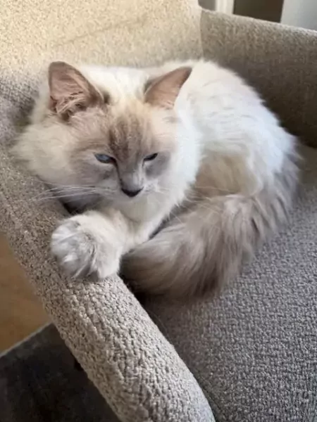 Lieve prachtige witte Ragdoll kater - afbeelding 3