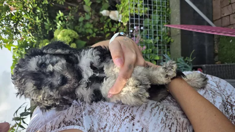 2 labradoodel reutjes - afbeelding 5