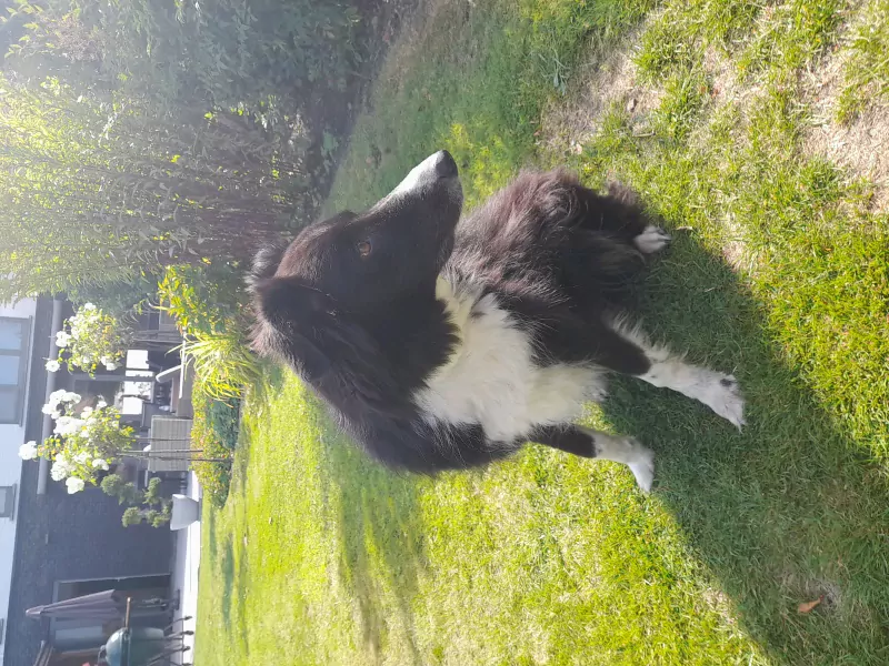 Speelse border collie zoekt tof gezin - afbeelding 1