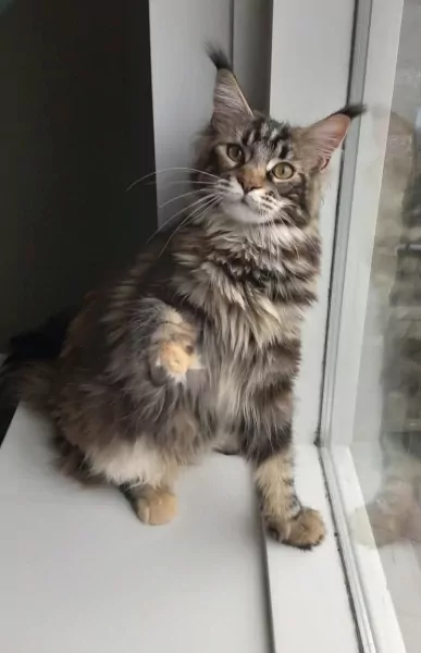 Maine coon kruising - afbeelding 5