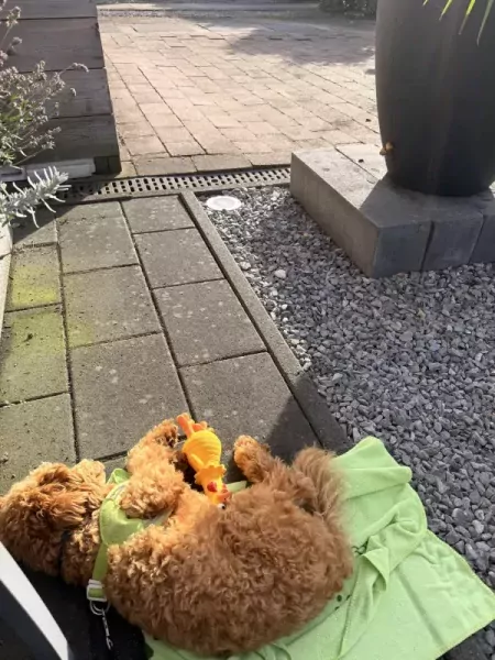 We zoeken een nieuw huisje voor onze puppy - afbeelding 3