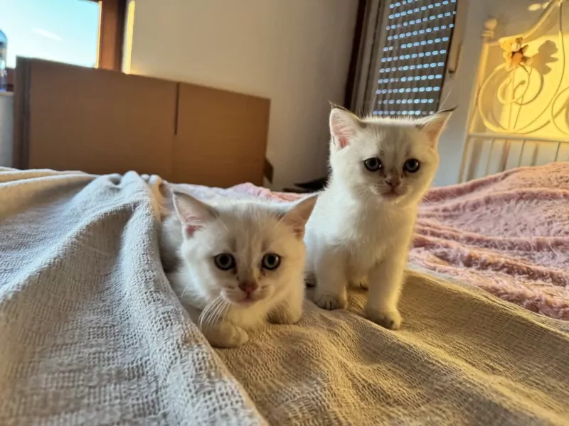 2 prachtige kittens (BKH + Siamees) - afbeelding 5