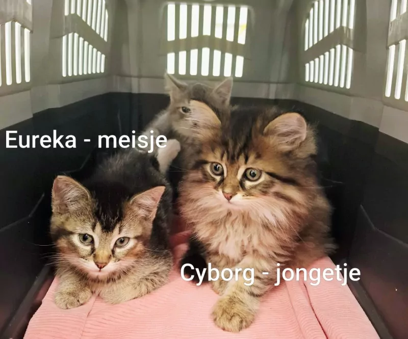 Super lieve langharige kitten - Cyborg - afbeelding 4