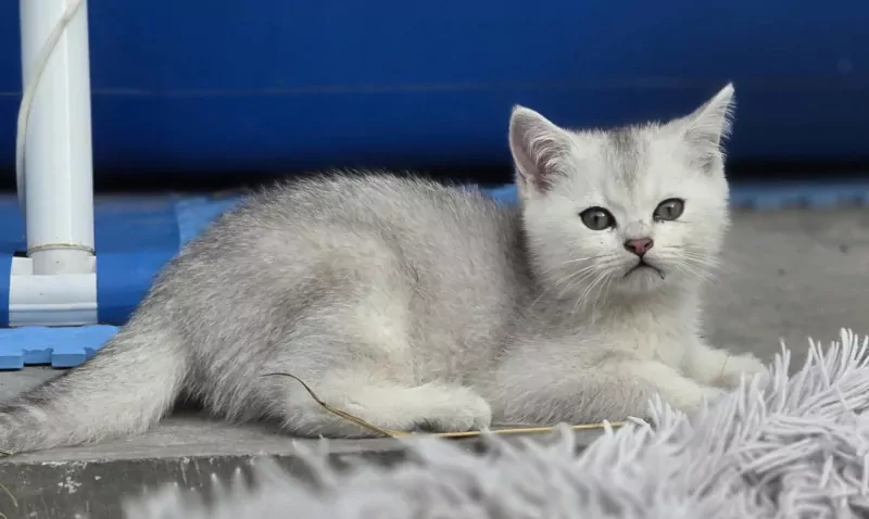 Brits korthaar Black silver shaded kitten (kater) - afbeelding 3