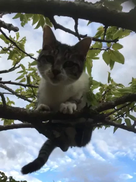 2 broertjes die graag buiten maar ook binnen  zijn - afbeelding 6