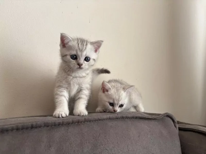 prachtige Britse Korthaar Kittens. Lief, Gezond - afbeelding 1