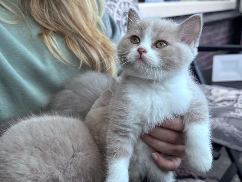 kittens, jongetje - afbeelding 2