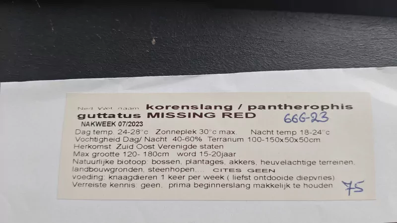 Vrouwelijke Korenslag met optioneel terrarium - afbeelding 5