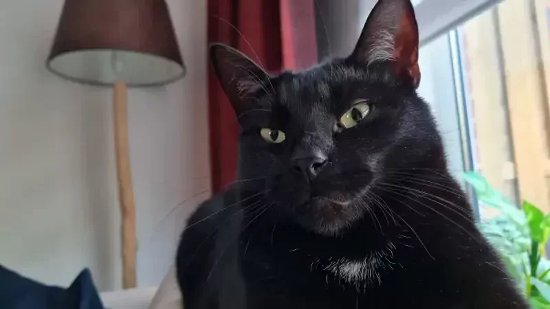 Ziggy en Marley - afbeelding 4