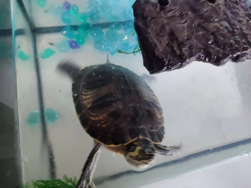 Waterschildpad - afbeelding 3