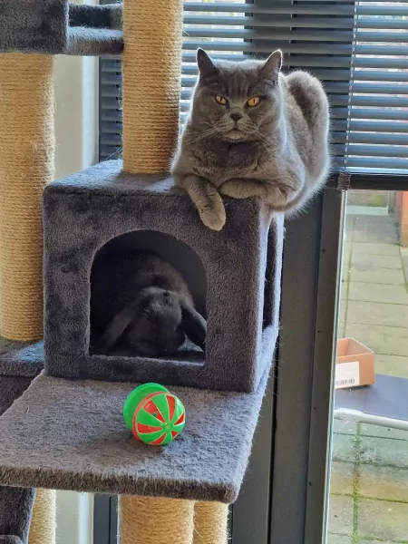 Twee lieve Britse Kortharen zoeken een nieuw thuis - afbeelding 3