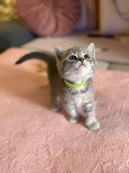 Britse korthaar kittens - afbeelding 2