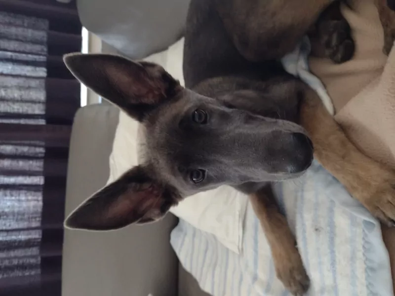 Mechelse Herder pup van 14 weken. Teefje - afbeelding 2
