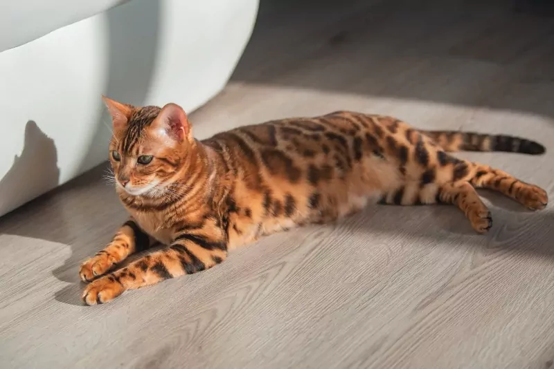 Bengaal kittens beschikbaar - afbeelding 5