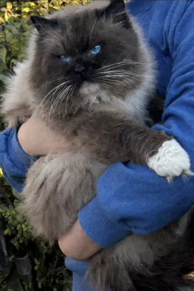 Unieke Mink ragdoll kittens - afbeelding 4