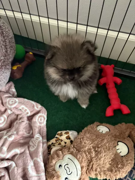Mooi klein pomeriaan puppy teefje - afbeelding 4