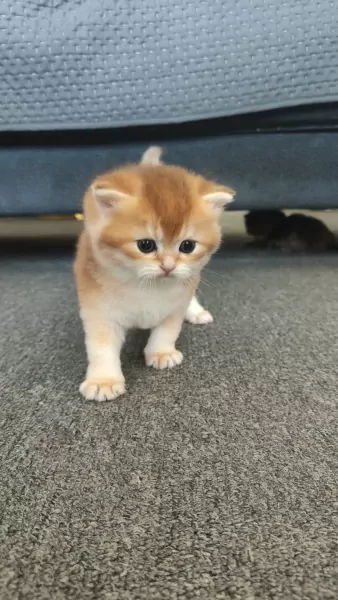 Britse korthaar kitten - afbeelding 2