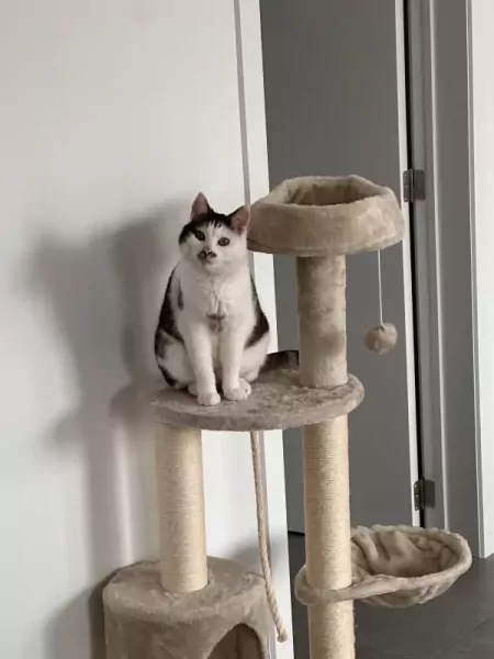 Lieve poes zoekt een warm en liefdevol thuis - afbeelding 4
