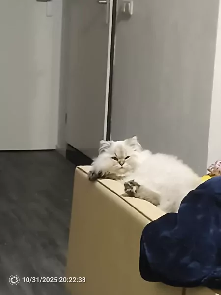 Britse langhaar kitten - afbeelding 4