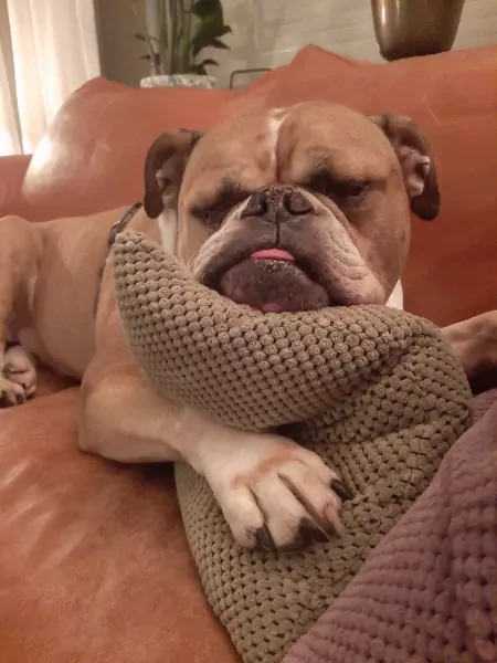 Nieuw baasje voor onze Willem - afbeelding 3