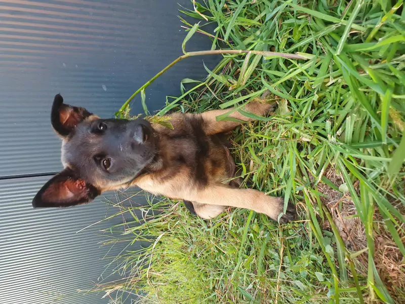 Mechelse Herder pup te koop - afbeelding 1