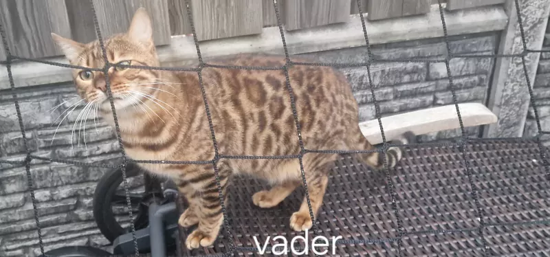 Bengaalse kat - afbeelding 5