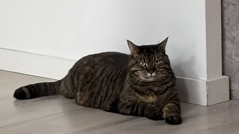 Super lieve kruising maine coon - afbeelding 5