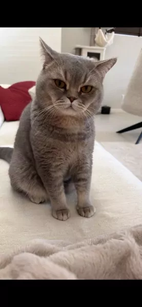 Teddy🥰 - afbeelding 6