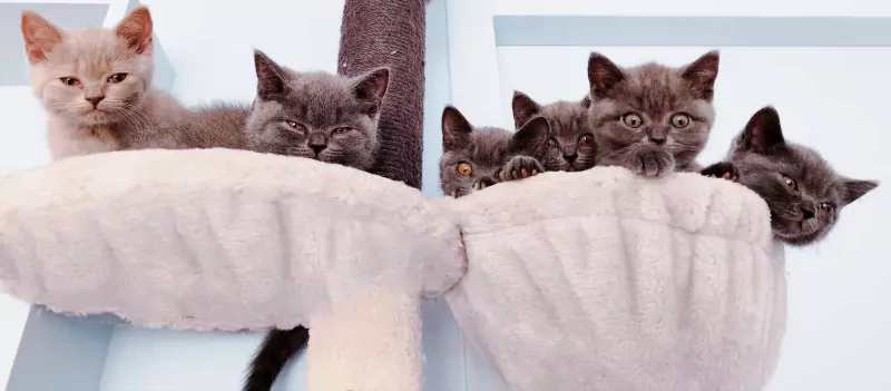 Brits korthaar kittens - afbeelding 3