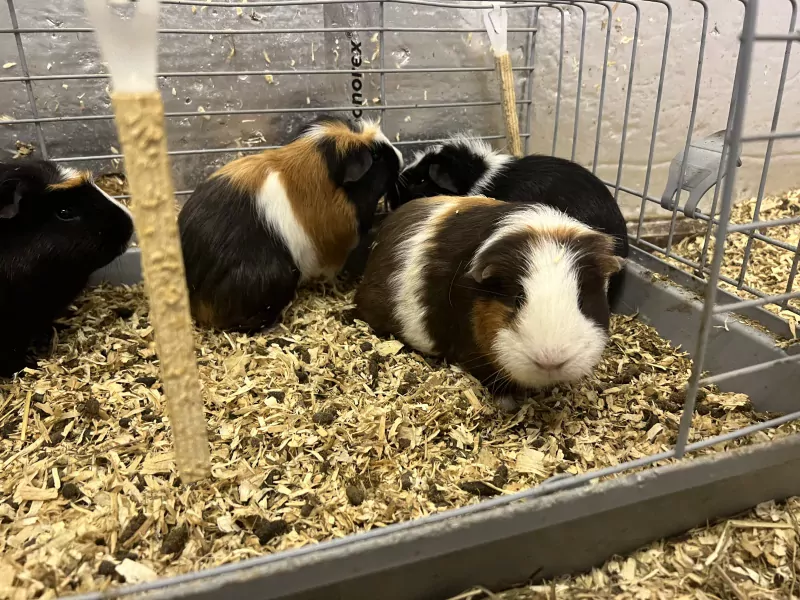 4 cavias for free - afbeelding 2