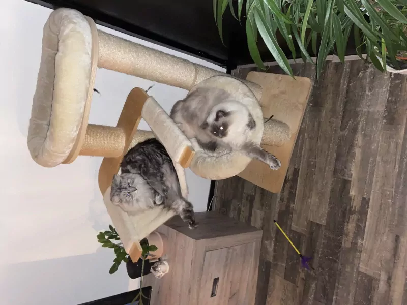 2 lieve gecastreerde katers - afbeelding 3