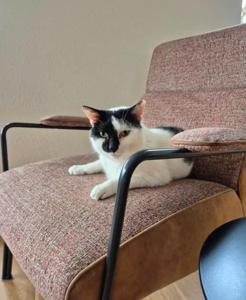 Kater Vlek (8 jaar) - afbeelding 5