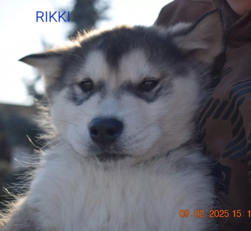 Alaskan malamute pups - afbeelding 17