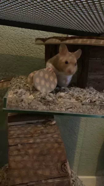 Goudhamster gratis op te halen - afbeelding 6