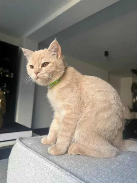 5 maanden oud kat met spullen - afbeelding 1