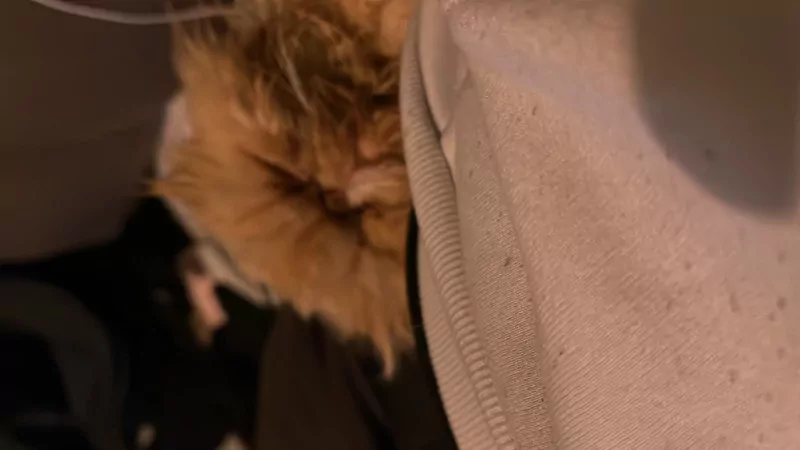 Lieve perzische poes van 3 jaar - afbeelding 1