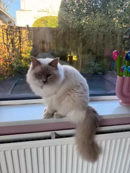 Lieve prachtige witte Ragdoll kater - afbeelding 5