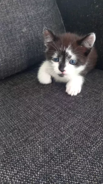 2 mooie kittens katertjes - afbeelding 2
