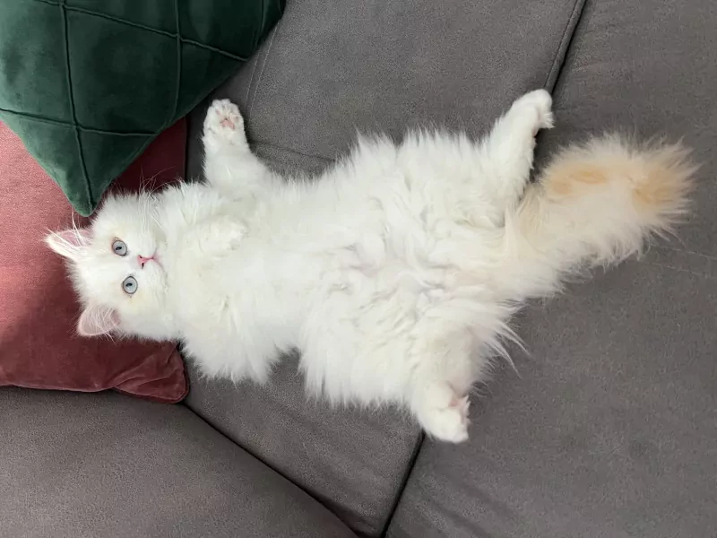 Speels Selkirk Rex katertje zoekt liefdevol thuis - afbeelding 4