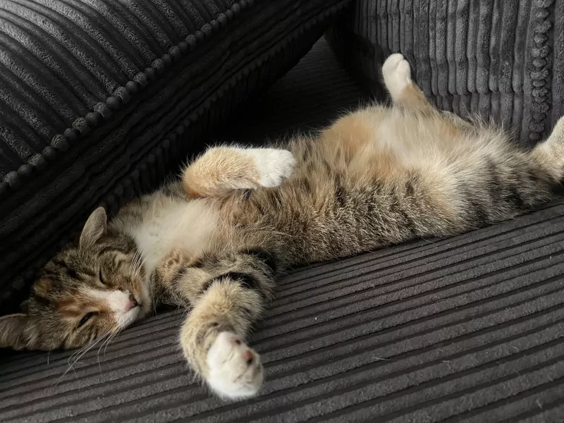 Britse korthaar vrouwtje - afbeelding 5