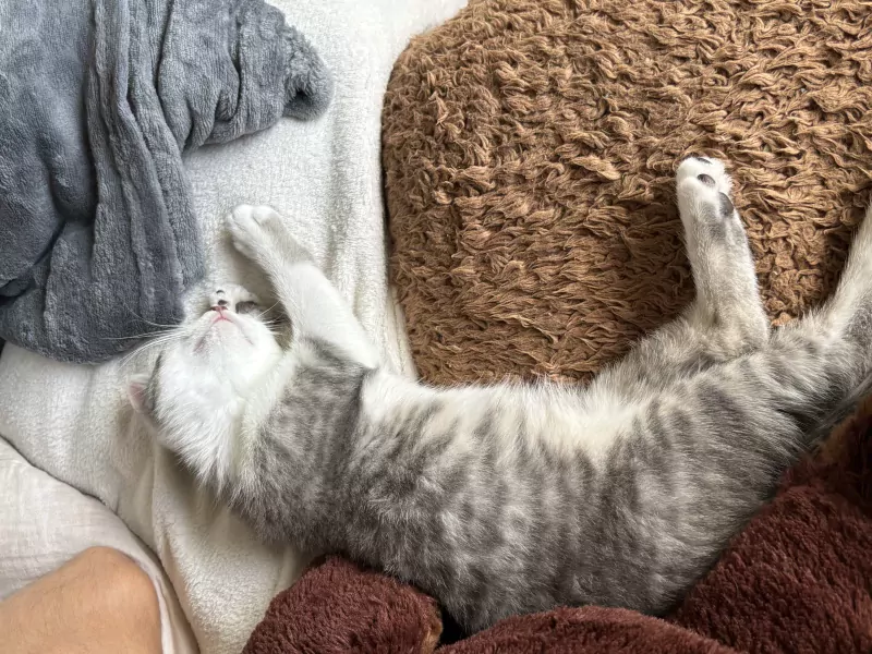 Kitten - 12 weken (alles mag mee) - afbeelding 3