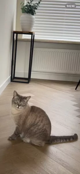 Britse korthaar Coco - afbeelding 1