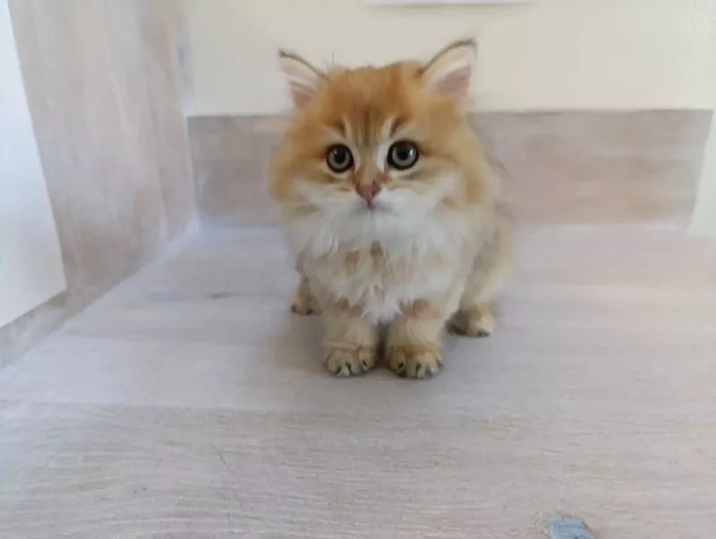 Britse langhaar golden kitten katertje - afbeelding 6