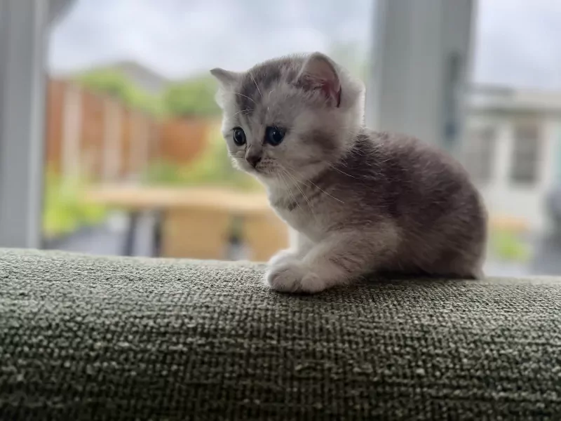 Britse korthaar kittens met stamboom - kampioenslijn - afbeelding 3