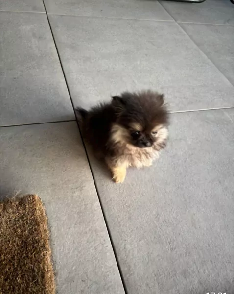 Pomeranian puppy te koop - afbeelding 4