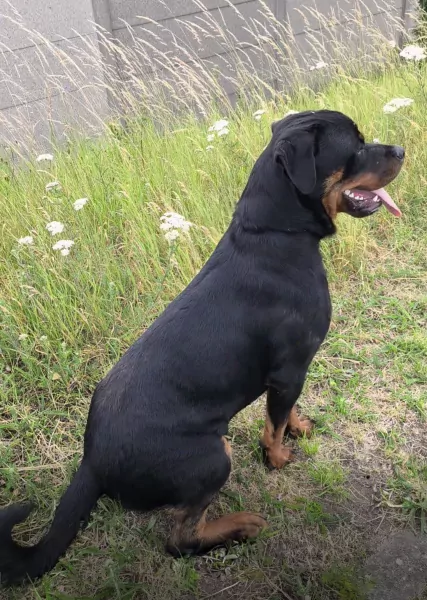 Rottweiler reu 1 jaar - afbeelding 3