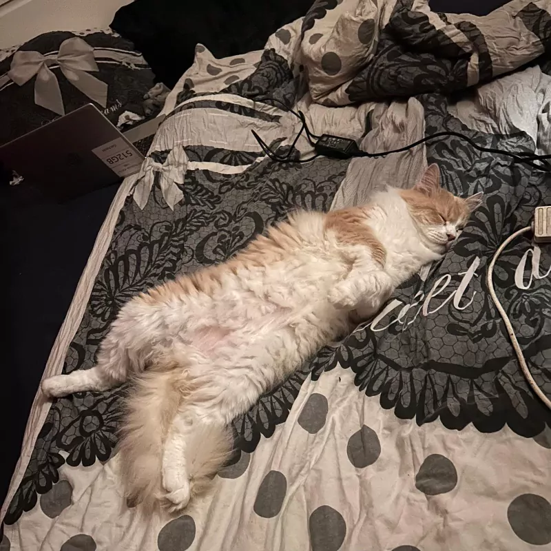 Lieve, knappe Toby zoekt zijn 4ever home - afbeelding 4