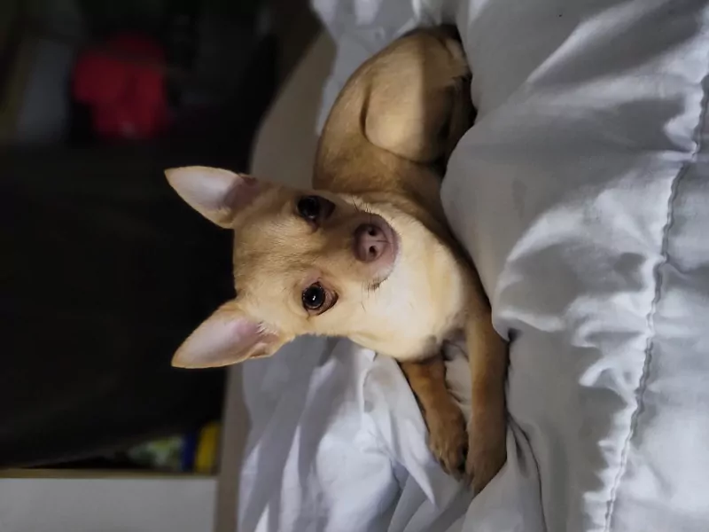 Lieve pomchi meisje - afbeelding 3