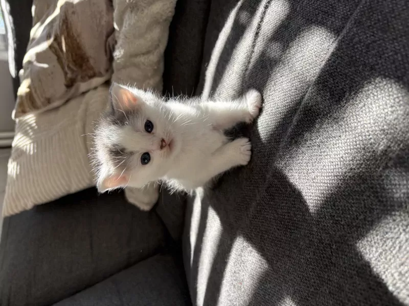 Kittens - afbeelding 3