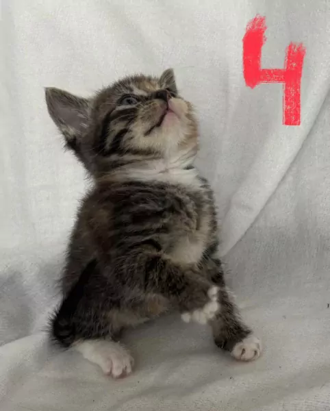 4 lieve mooie dames kittens - afbeelding 5
